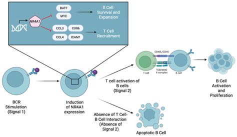 Targeting Lineage-Specific Functions of NR4A1 for Cancer Immunotherapy
