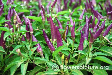 Flowers by Color- Blue, Purple, Violet, lavender, lilac, plum, indigo ...