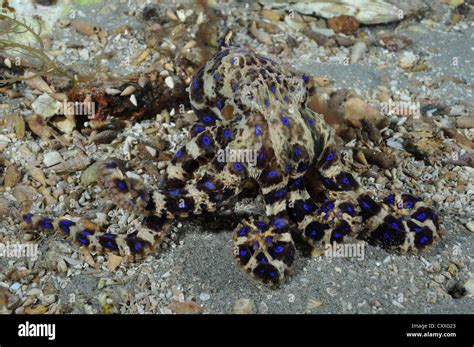 Image result for Blue-Ringed Octopus Eating