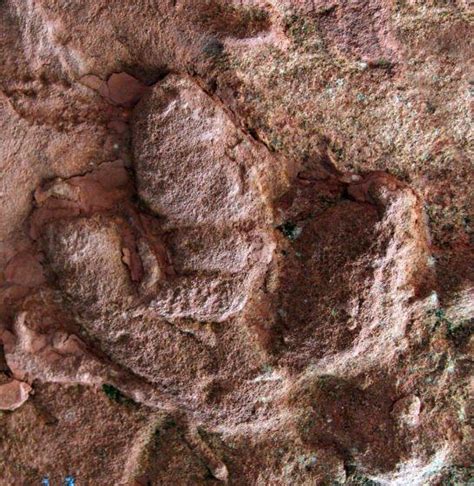 安徽发现重要恐龙足迹：曾被传作张三丰手印|文章|中国国家地理网