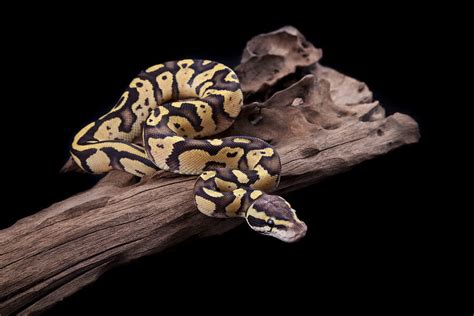 Image result for The Dodo Pet Ball Python