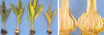 Lale Yetiştiriciliği