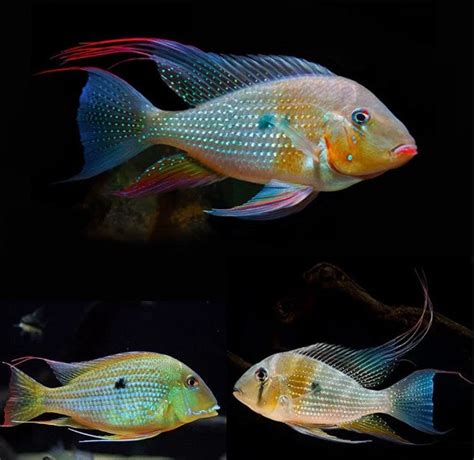 Shop Exotic Fishes at FRESHWATERAQUATICA | FRESHWATERAQUATICA