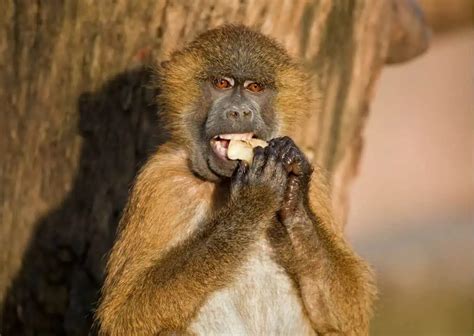 Image result for Baboon Behavior