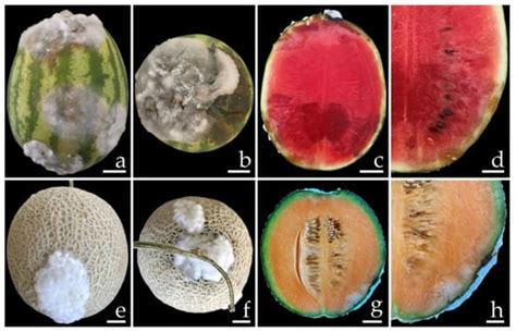 Morphology, Molecular Identification, and Pathogenicity of Two Novel ...