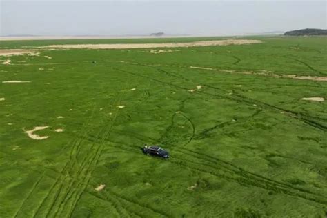 游客开车碾压鄱阳湖湿地 - 生态中国网