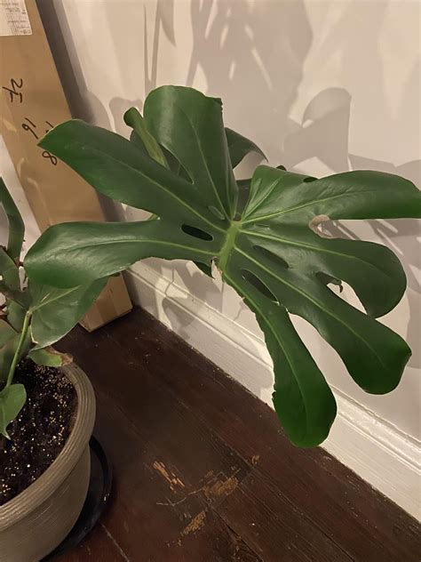 Image result for Monster Tree Pruning