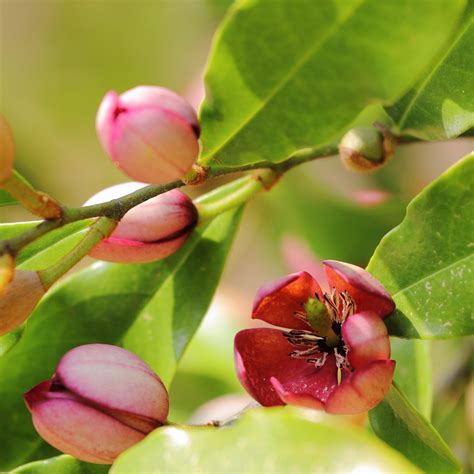 Magnolia figo 'Stellar Ruby' ~ Stellar Ruby Magnolia, Banana Shrub ...