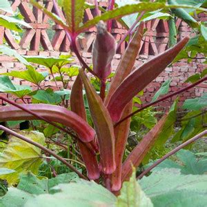 DIOART ™F1 HYBRID OKRA SEEDS-769 Seed Price in India - Buy DIOART ™F1 ...