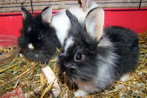 Zucker süßer Löwenkopf Junge sucht ein Zuhause in Böttingen | Tiere ...