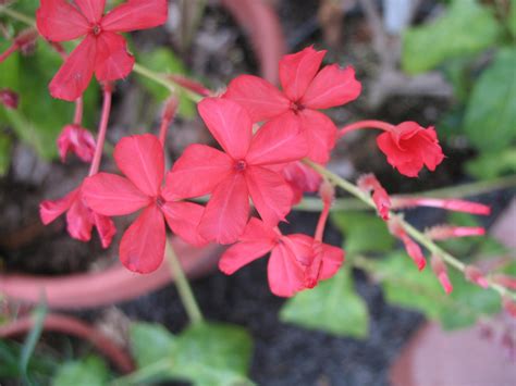 Chethi Koduveli (Plumbago Indica) Medicinal Plant - Live Healthy Plant ...