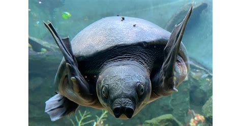 "Bali Safari Park: Preserving the Majestic Pig-nosed Turtle - A ...