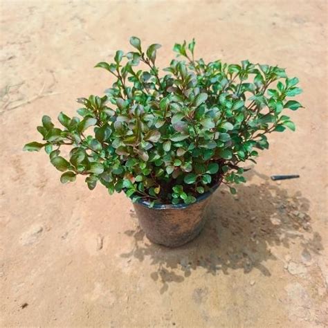 Alanthara In 6 Inch Nursery Pot – Haryali : Apna Plant Store