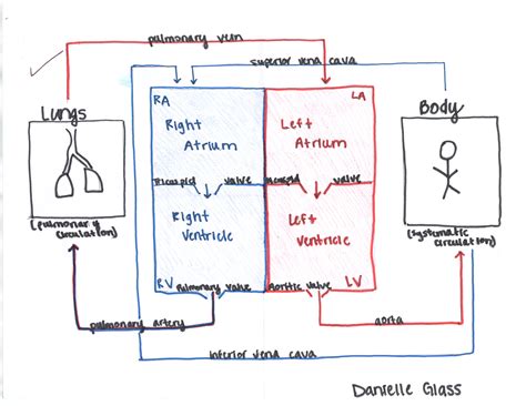 Sample Heart Box Diagram at Marisa Randolph blog