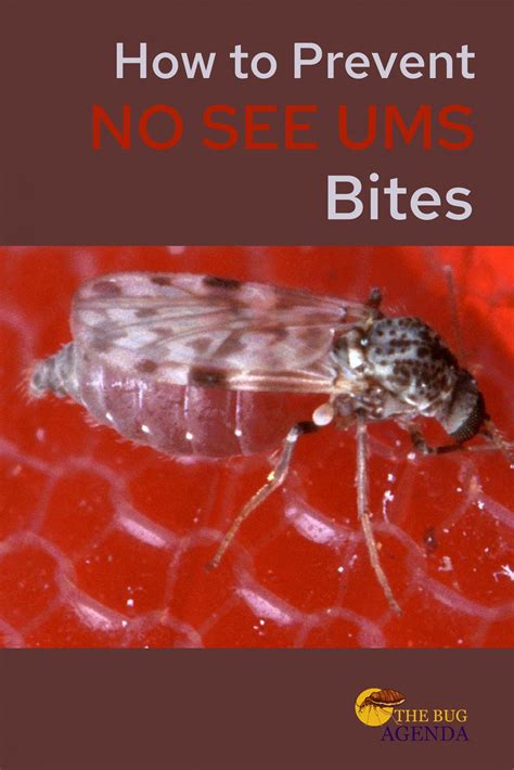How to Prevent No see Um Bites (Includes Tips & Products)