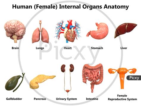 Female Organ System Diagram