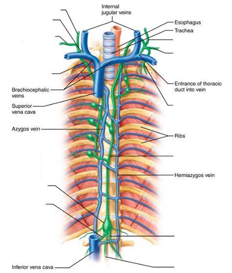 Image result for Lymphatic Trunks Function Diagram