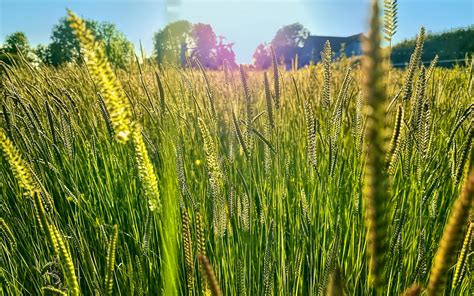 Download wallpaper 3840x2400 field, grass, ears, light 4k ultra hd 16: ...