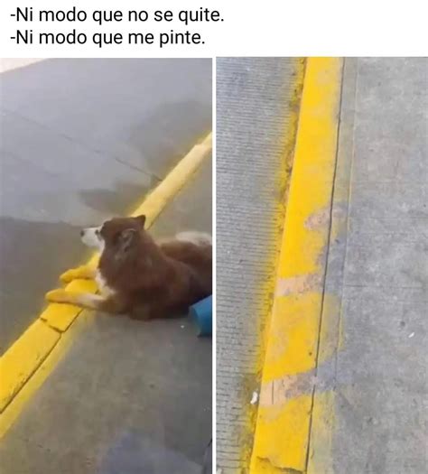 Instagram photo by 𝗠𝗘𝗠𝗘𝗦 𝗖𝗢𝗡 𝗔𝗡𝗜𝗠𝗔𝗟𝗜𝗧𝗢𝗦 • Feb 21, 2025 at 11:29 AM