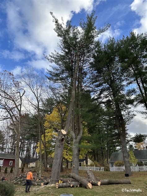 Tree Root Removal Cost 的图像结果