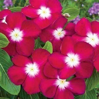 ANTIER NANA VINCA ROSE FLOWER SEEDS (AVG 30-50) SEEDS X 1 PACKET ...