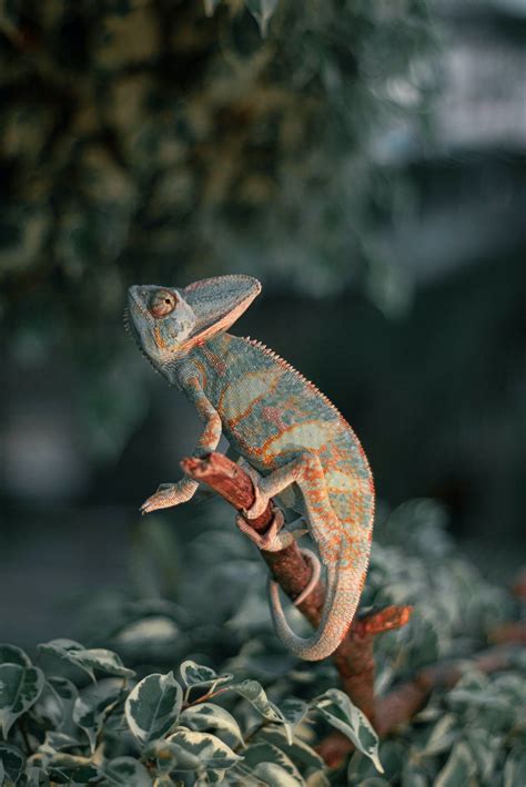The Vibrant World of Veiled Chameleon - Pet Breed Hub