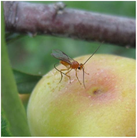 Parasitoids of Queensland Fruit Fly Bactrocera tryoni in Australia and ...