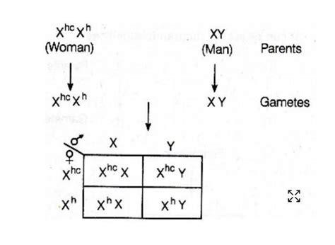 A woman with two genes for haemophilia and one gene for colour ...