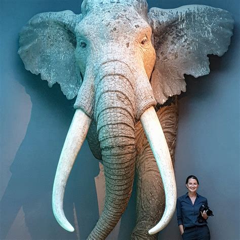 The World Biggest Elephant