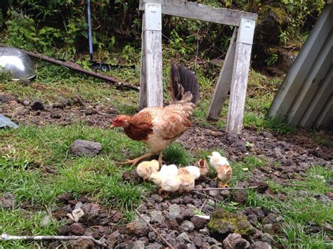 Hen with spurs | BackYard Chickens - Learn How to Raise Chickens