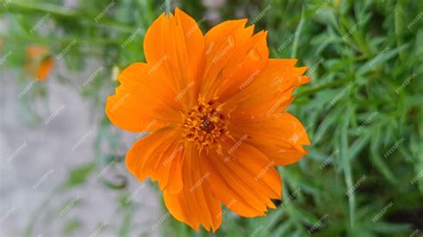 Premium Photo | Orange colored flowers that grow in tropical environments