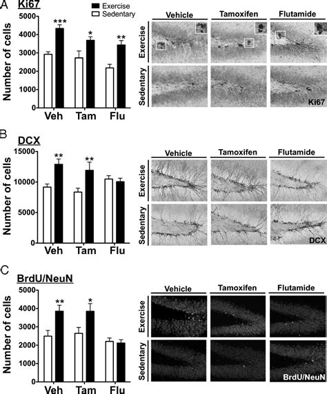 Mild exercise increases dihydrotestosterone in hippocampus providing evidence for androgenic ...