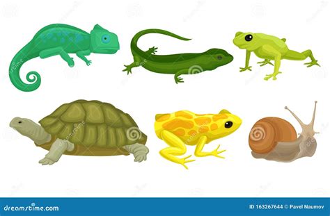 Cold-blooded Animals, Amphibians And Reptiles, Lizards, Snail Vector Illustration Set Isolated ...