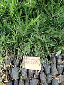 Bamboosa Balcooa Plants_( Pack of 200 Plants )_ Rose Nursery : Amazon ...