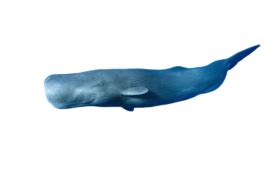 Sperm Whale PNG (8) - Photo #2679 - BiNps PNG Website