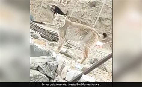 इस 'दुर्लभ' जानवर को अबतक नहीं पहचान पाया कोई, क्या आपको पता है इसका ...