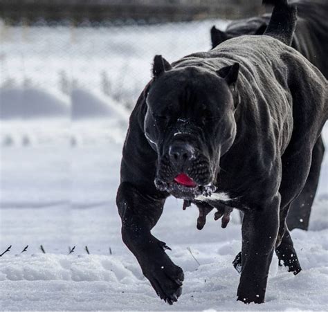 15 Scariest Looking Dog Breeds - PetHelpful