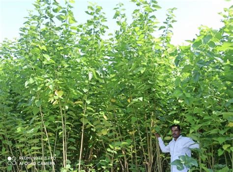 Y G Farm & Seeds, Mulberry Plant Saplings and Tuti Variety Goat Farm ...