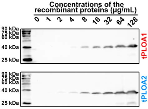 Evaluation of the Potency of Two Pyolysin-Derived Recombinant Proteins ...