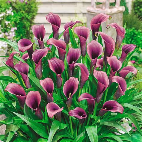 Purple Calla Lily Plant