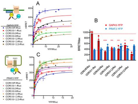 Control of CCR5 Cell-Surface Targeting by the PRAF2 Gatekeeper