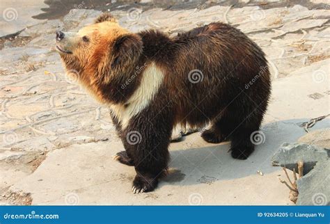 Himalayan Blue Bear