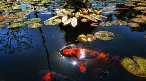 Koi Fish Wallpapers - Top Free Koi Fish Backgrounds - WallpaperAccess