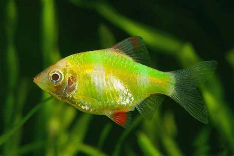 Buy Barb Fish Online in India – Best4Pets