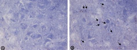 Image result for Faces CD3