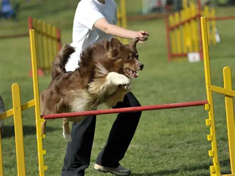 Tokyo Olympics: Tokyo 2020 with animals can help India win some medals ...