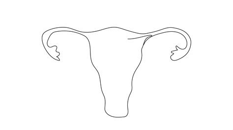 One continuous single drawing line art doodle uterus, female, anatomy ...