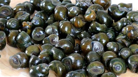 Chicken Bone Grass Snail Treats Stinging Urine - iNEWS - stinging of urine