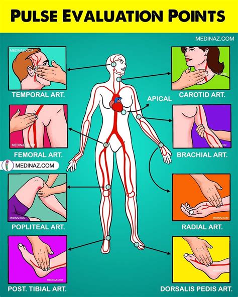 Palpate Popliteal Pulse 7.2: How To Perform Vital Signs Medicine