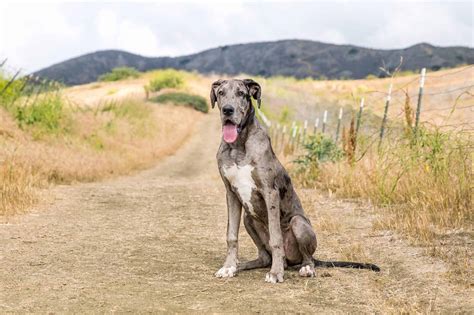 How Much Does a Great Dane Cost? (2026 Updated)